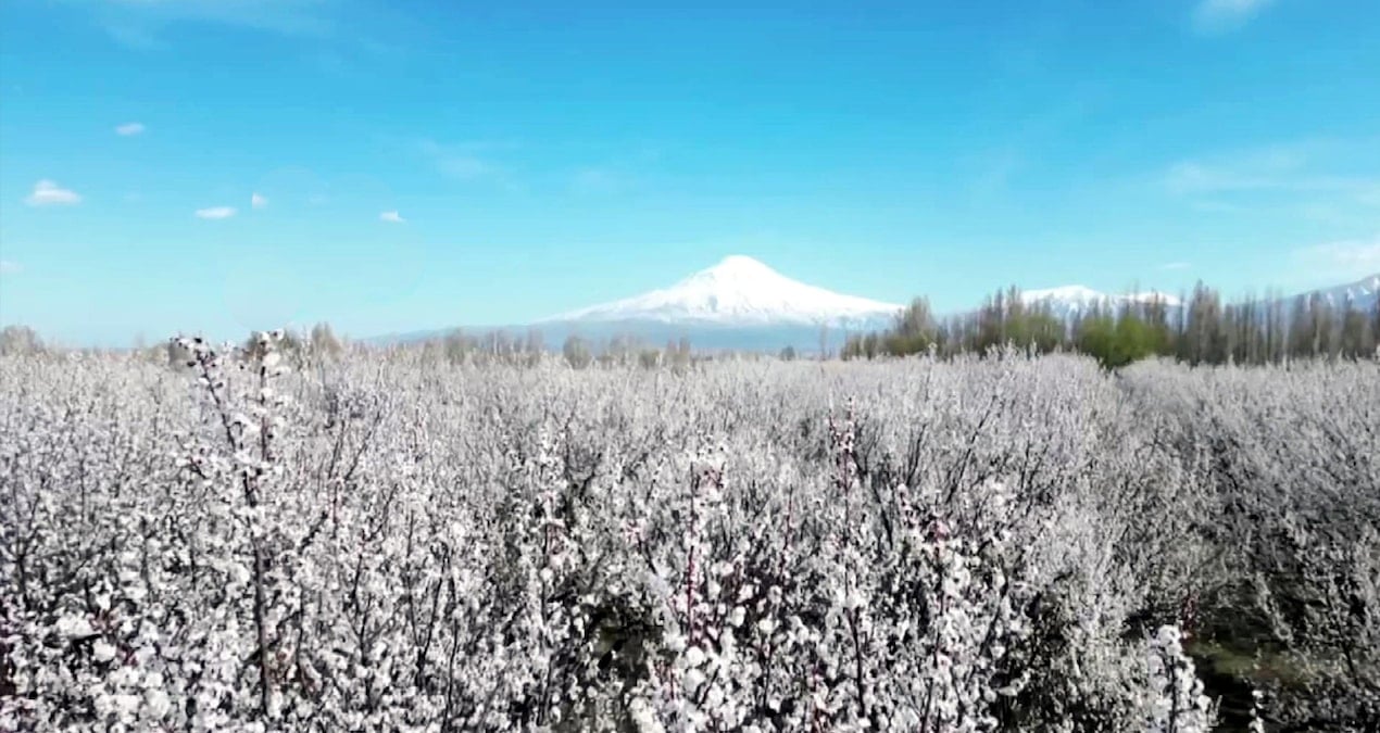 Iğdır Ovası’nda bahar coşkusu: Kayısı ağaçları beyaza büründü
