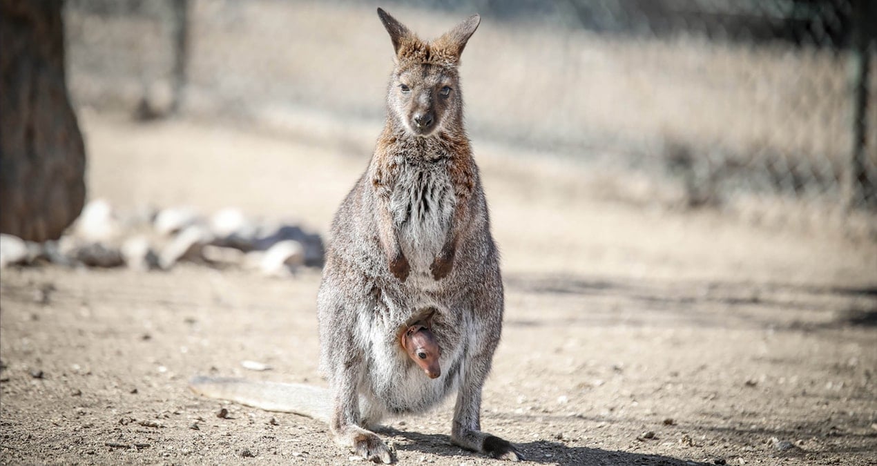 Keçiören’in maskotu valabi türü kangurunun yavrusu oldu